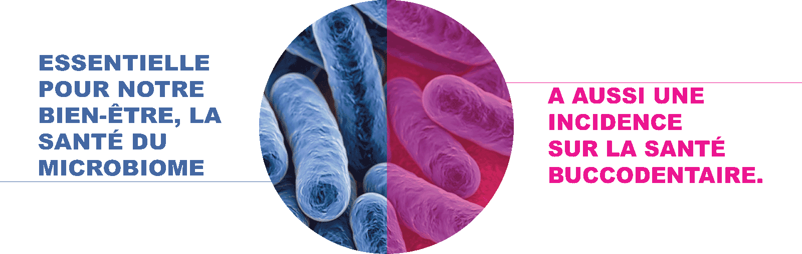 Image microscopique de cellules bactériennes du microbiome