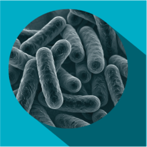 Image microscopique de cellules bactériennes du microbiome